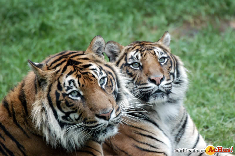 Tigres de Sumatra